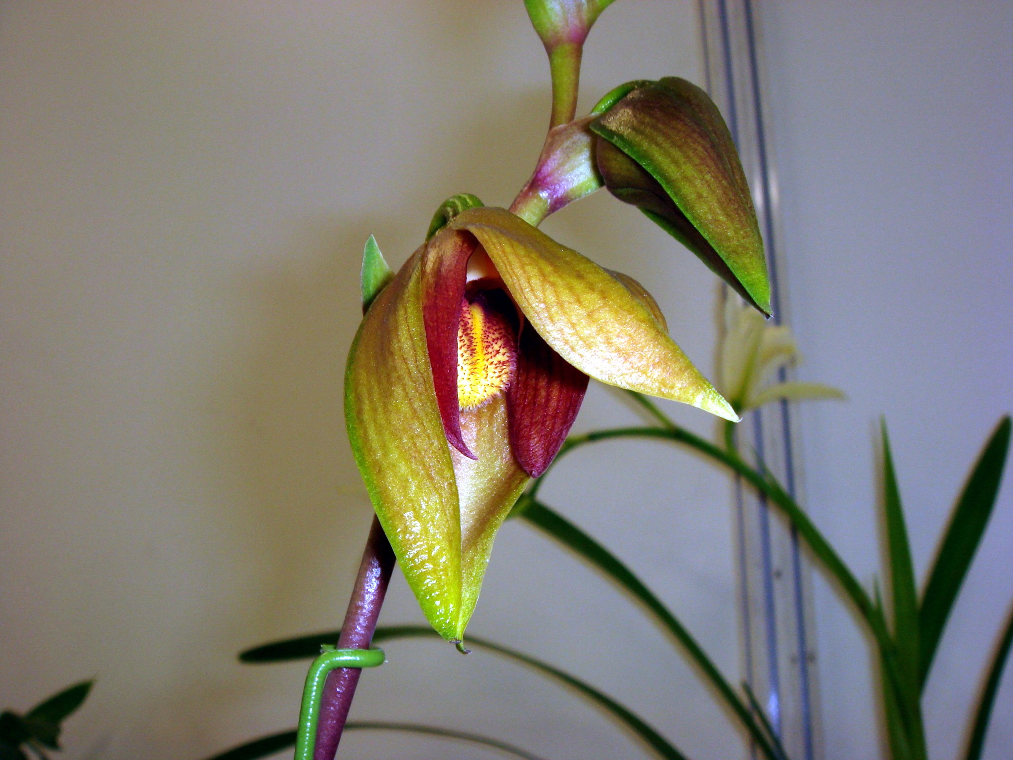 Bulbophyllum mandibulare Reichenbach f.